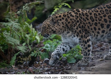 Amur Leopard Hunting Preylooking Food Stock Photo 1288320541 | Shutterstock