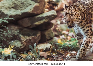 Amur Leopard Hunting Preylooking Food Stock Photo 1288320544 | Shutterstock
