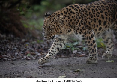 Amur Leopard Hunting Preylooking Food Stock Photo 1288320565 | Shutterstock