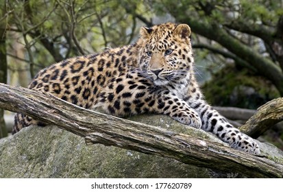 Amur Leopard Latin Name Panthera Pardus Stock Photo 177620789