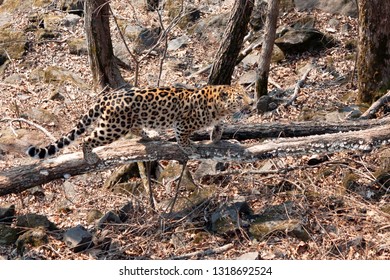 Amur Leopard (Panthera Pardus Orientalis)