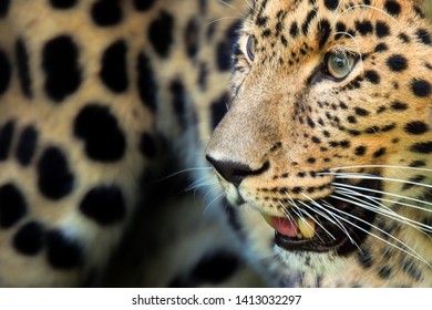 Amur Leopard Panthera Pardus Orientalis Leopard Stock Photo 1413032297