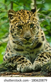 Amur Leopard (Panthera Pardus Orientalis)