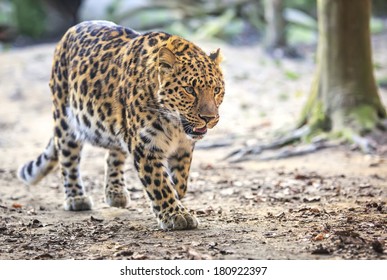 Amur Leopard (Panthera Pardus Orientalis)