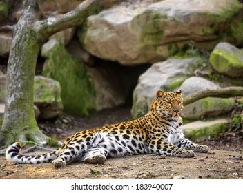 Amur Leopard (Panthera Pardus Orientalis)