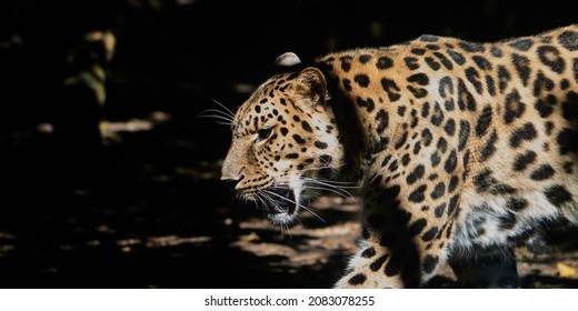 Amur leopard (Panthera pardus orientalis). Kissed by the sun.It is one of the most endangered species in the world, included in the IUCN Red List as CR level (Critically endangered).