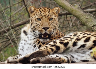 Amur Leopard, Panthera Pardus Orientalis