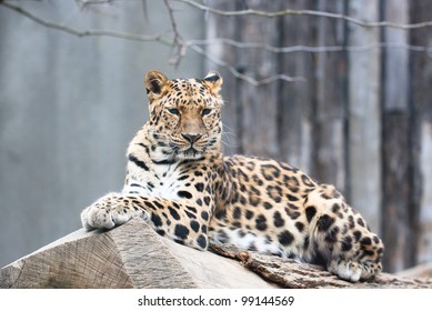 Amur Leopard (Panthera Pardus Orientalis)