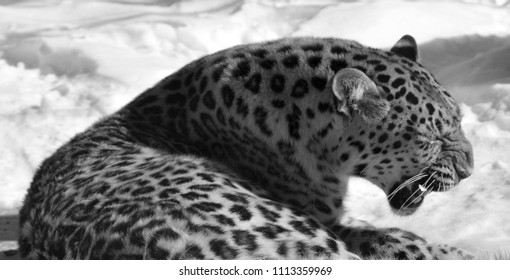 Amur Leopard Leopard Subspecies Native Primorye Stock Photo 1113359969
