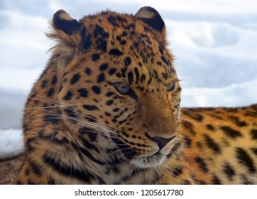 Amur Leopard Leopard Subspecies Native Primorye Stock Photo 1205617780