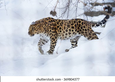 The Amur Leopard
The Amur Leopard Is A Unique Species Which Is Under Threat Of Extinction.