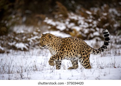 Amur leopard walking in a snowy forest  - Powered by Shutterstock