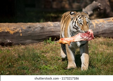 The Amur Siberian tiger eats raw meat. - Shutterstock ID 1173217186