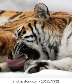 Tigris tigris newcastle