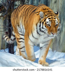 Amur Siberian tiger is a Panthera tigris tigris population in the Far East, particularly the Russian Far East and Northeast China - Shutterstock ID 2178816141
