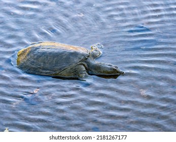 Amur Softshell Turtle Pelodiscus Maackii Northern Stock Photo ...