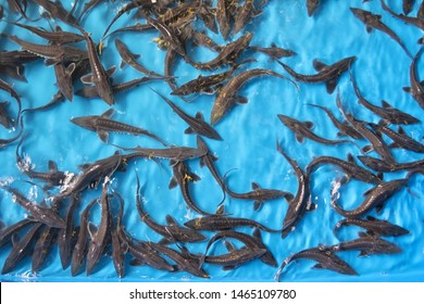 Amur sturgeon (Acipenser schrenckii) fingerlings in the hatchery incubator. Sturgeon fish hatchery in Vladimirovka. Jewish Autonomous region, far East, Russia.