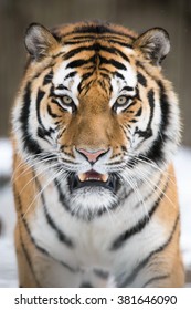 Amur Tiger