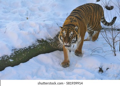 Amur Tiger