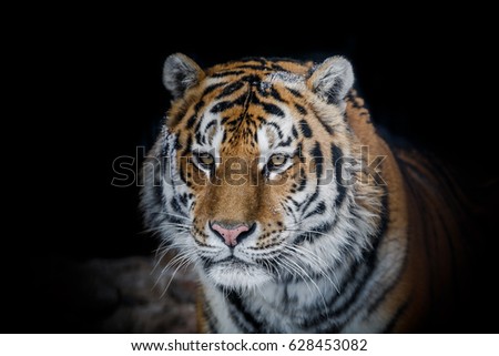 Amur tiger