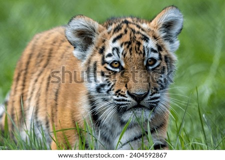 Amur Tiger Cub, Banham Zoo