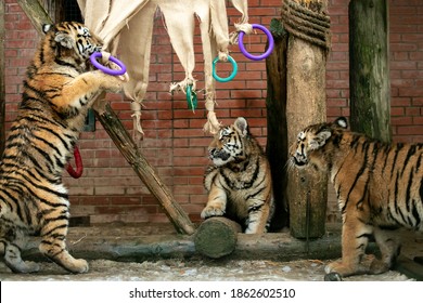 Amur Tiger Cubs Playing With Toy