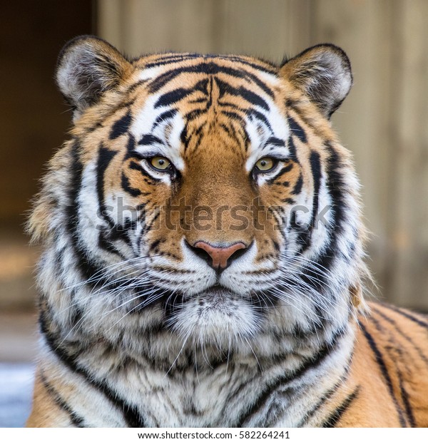 Amur Tiger Frontal Portrait Stock Photo (Edit Now) 582264241