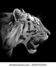 An Amur Tiger head showing his teeth in black and white on a plain black background
