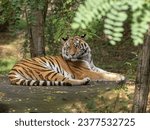 Amur Tiger, Panthera tigris altaica, rests lying down and observes the surroundings