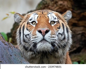 Amur Tiger (Panthera Tigris Altaica)