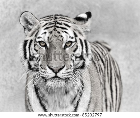 Amur tiger (Panthera tigris altaica)