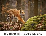 Amur tiger running in the forest. Action wildlife scene with danger animal. Siberian tiger, Panthera tigris altaica