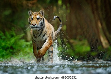 Amur Tiger Running In The River. Dangerous Animal, Taiga, Russia. Animal In Forest Stream. Siberian Tiger Splashing Water. Wild Cat In Nature Habitat.