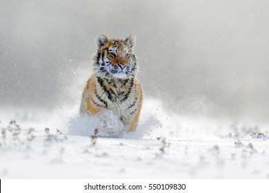 1,350 Tiger winter scenes Images, Stock Photos & Vectors | Shutterstock