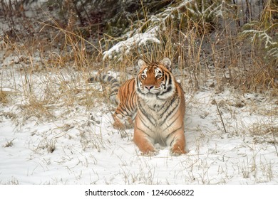 Amur Tiger Sitting Down In The Snow