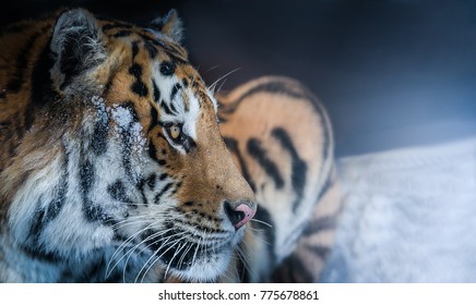 Amur Tiger In The Snow