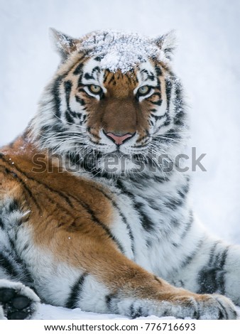 Similar – Image, Stock Photo Close up portrait of one young Siberian tiger in white snow