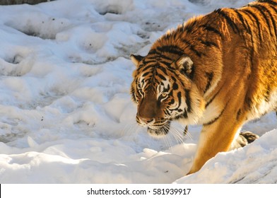 amur tiger walking