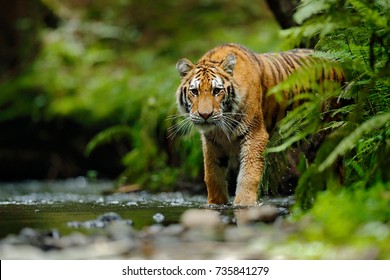 Amur tiger walking in river water. Dangerous animal in tajga, Russia. Animal in green forest stream.