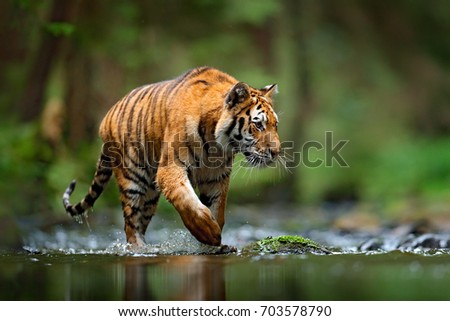 Amur tiger walking in the water. Dangerous animal in taiga, Russia. Animal in green forest stream. Grey stone, river droplet.