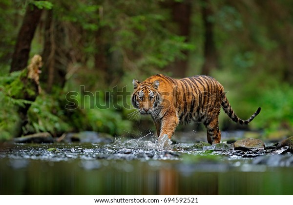 アムールトラが水の中を歩いている 危険な動物 大河 ロシア 緑の森の流れの中の動物 灰色の石 川の水滴 自然の中の野生の猫 の写真素材 今すぐ編集