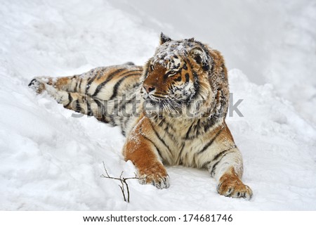 Similar – Female Amur (Siberian) tiger walking in fresh white snow