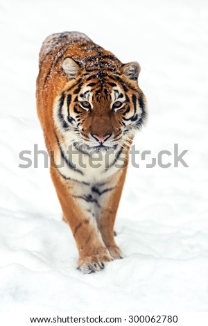 Similar – Image, Stock Photo Close up portrait of one young Siberian tiger in white snow