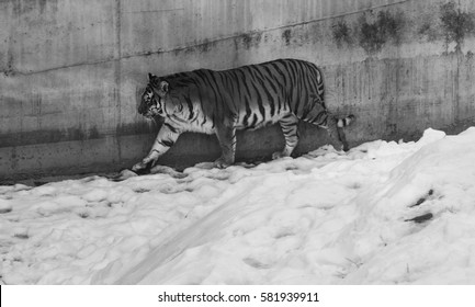 amur tiger in zoo
