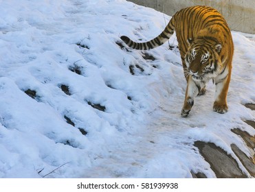 amur tiger in zoo