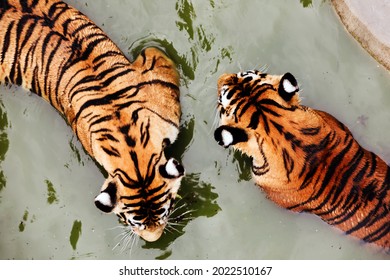 Amur tigers swimming in the pool. Portrait of a playing Amur tigers, also known as the Siberian tigers. - Powered by Shutterstock