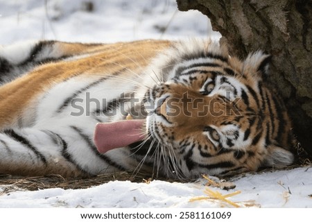 The Amur or Ussuri tiger, or the Far Eastern tiger (Lat. Panthera tigris altaica) is a subspecies of the tiger, the northern tiger. Listed in the Red Book