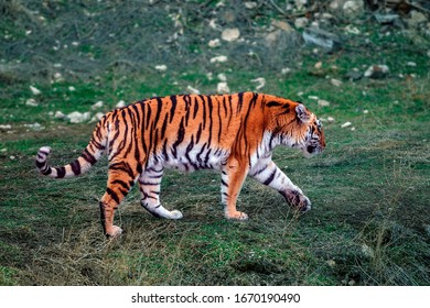 634 Ussuri tiger Images, Stock Photos & Vectors | Shutterstock