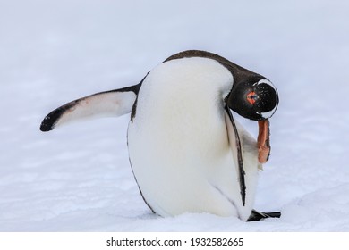 Amusing Close Up Portrait Of A Flexible Antarctic Gentoo Penguin (Pygoscelis Papua) Looking Face On At The Camera, Balancing With One Foot Lifted To Scratch Its Head, In The White Snow Of Antarctica