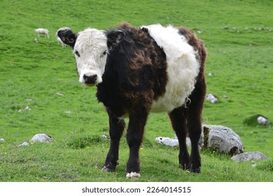An amusing cow looking up